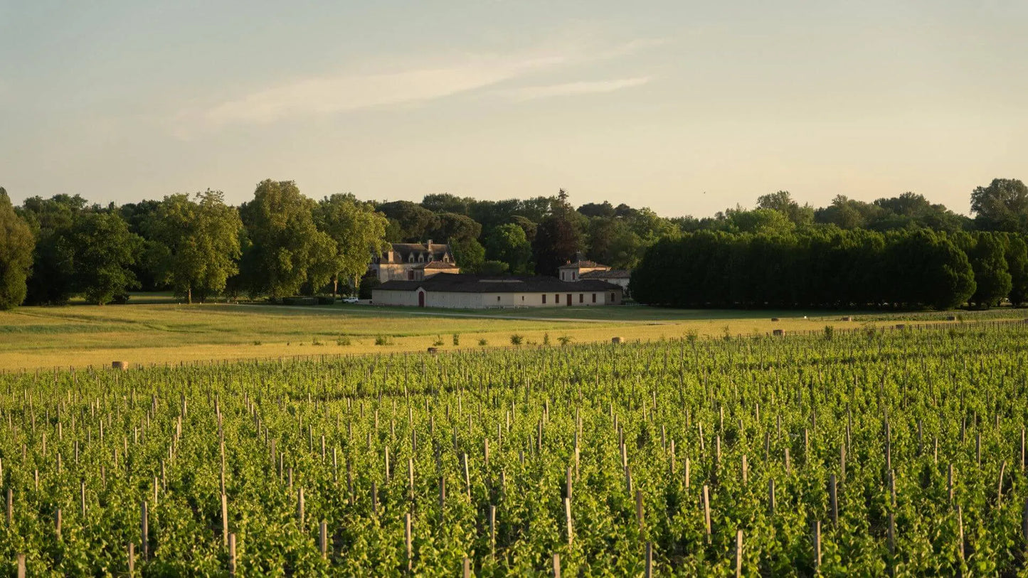 CHATEAU OLIVIER, Pessac-Leognan Blanc, Bordeaux, 2017 - (EQW)
