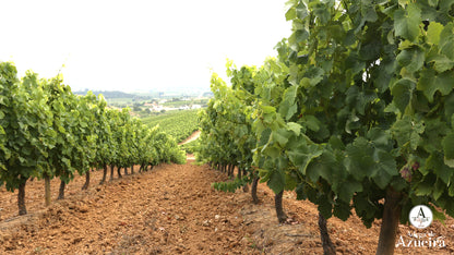 D JOAO V, Grande Reserva, Portugal, 2019