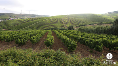 D JOAO V, Grande Reserva, Portugal, 2019