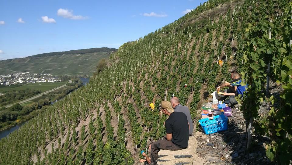 CARL LOEWEN, Riesling Kabinett, Herrenberg, Mosel, 2023 - (EQW)