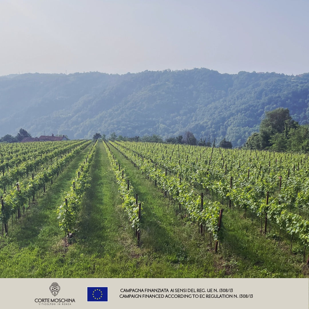 CORTE MOSCHINA, Valpolicella Ripasso Superiore, 2019 - (EQW)