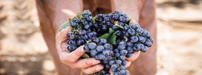 FEUDI SALENTINI, Collezione 53, Primitivo di Manduria, Italy, 2021