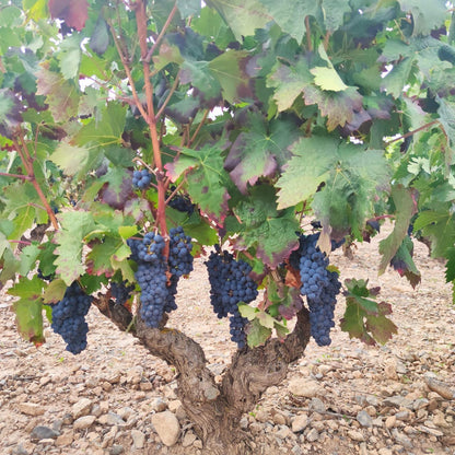 HACIENDA GRIMON, REAL DE LESTON, Rioja Alta, Reserva, Spain, 2015