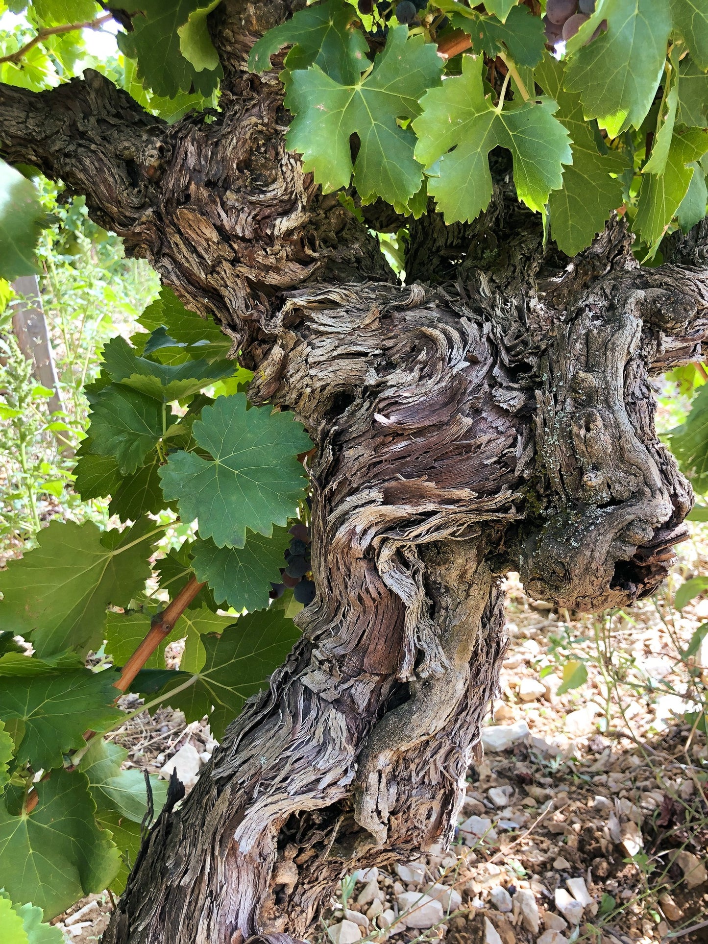 M CHAPOUTIER, Chateauneuf-du-Pape, Croix de Bois, 2020 - (WOTM)